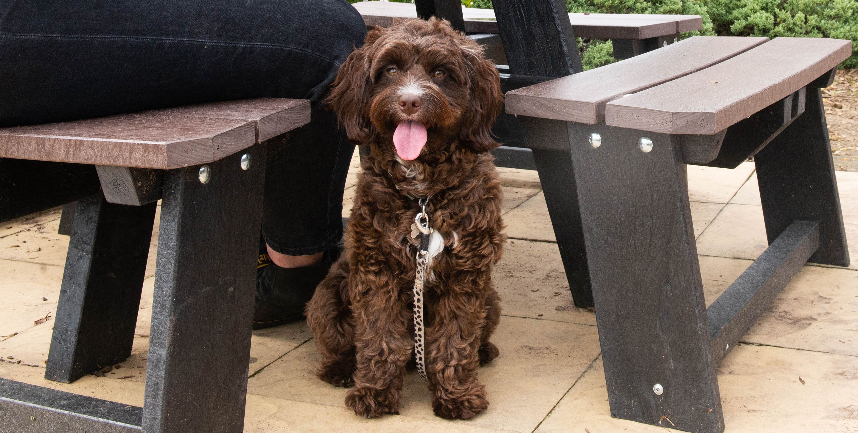 DOG FRIENDLY PUB Four-legged friends are always welcome