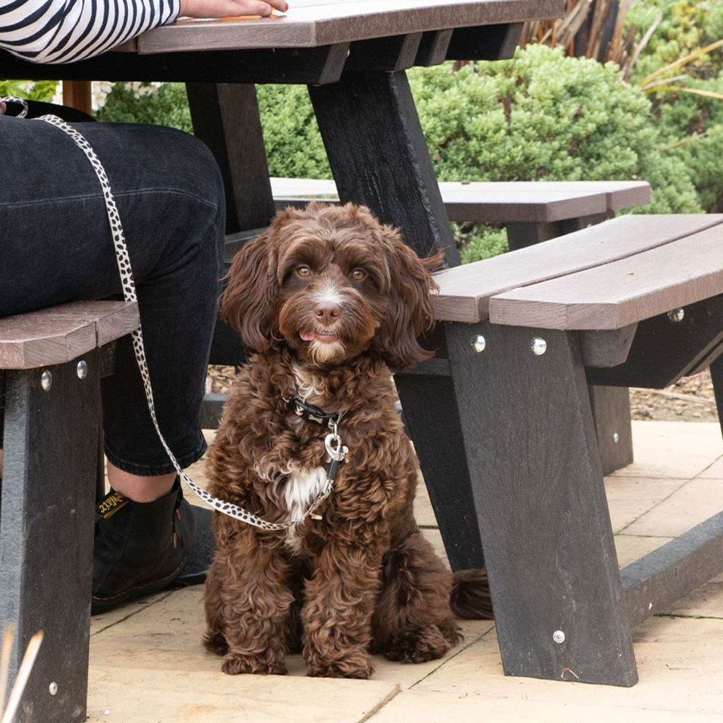 Your local dog friendly pub in Cannock